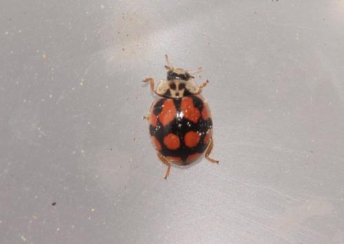 Adalia decempunctata